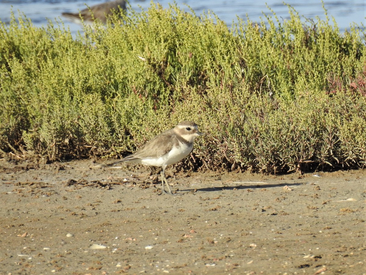 Double-banded Plover - ML151152571