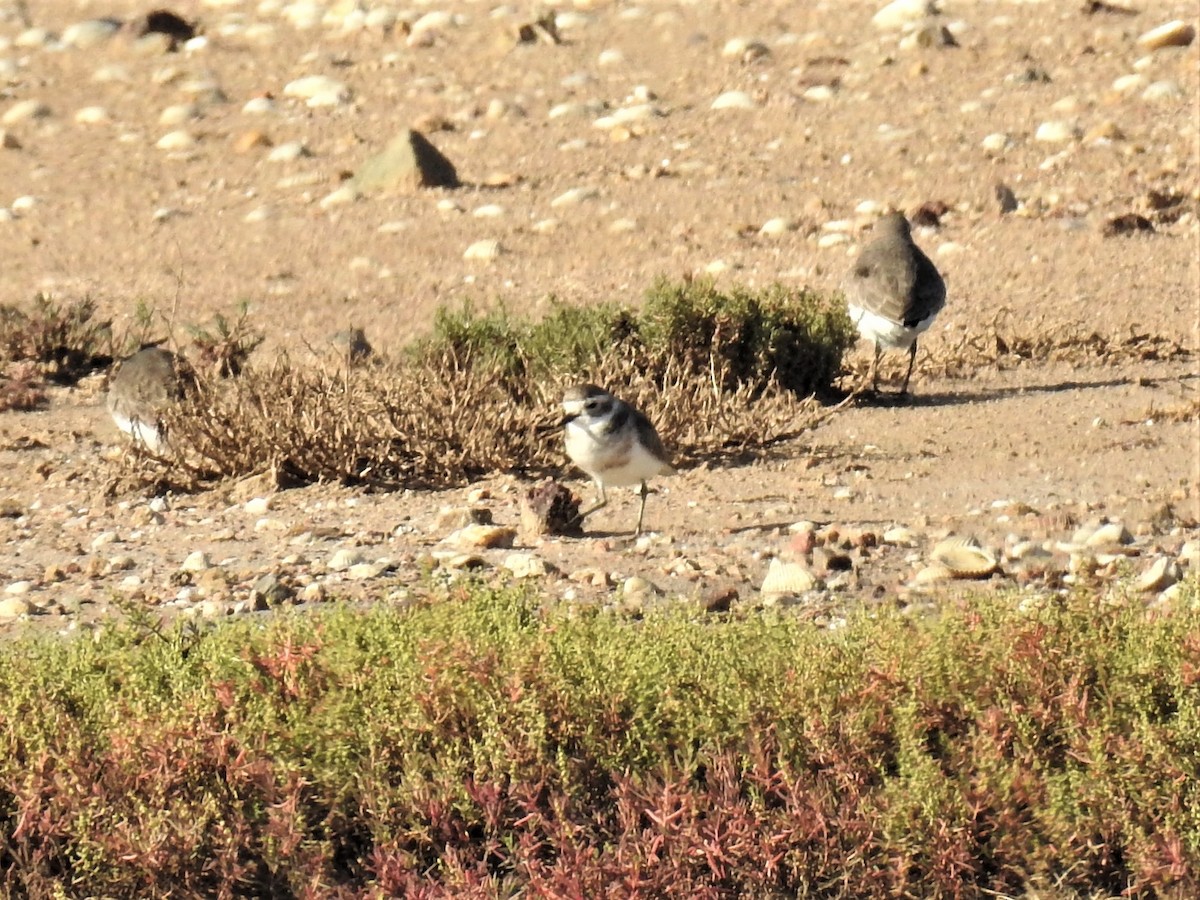 Double-banded Plover - ML151152671