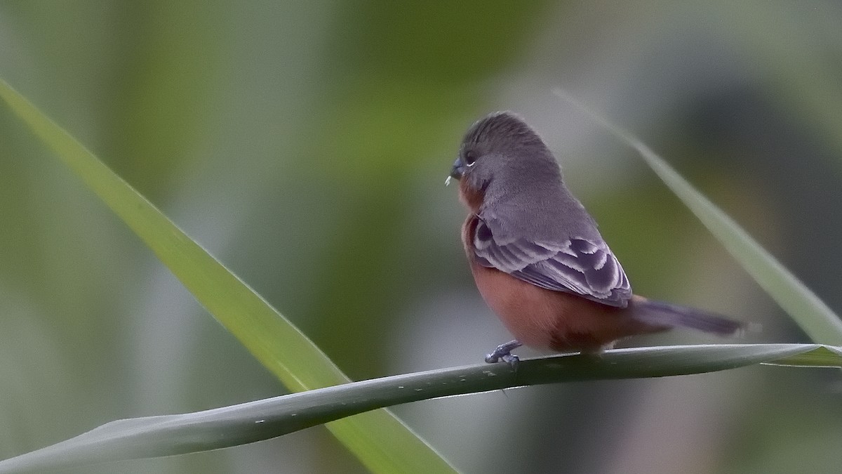 Ruddy-breasted Seedeater - ML151152721