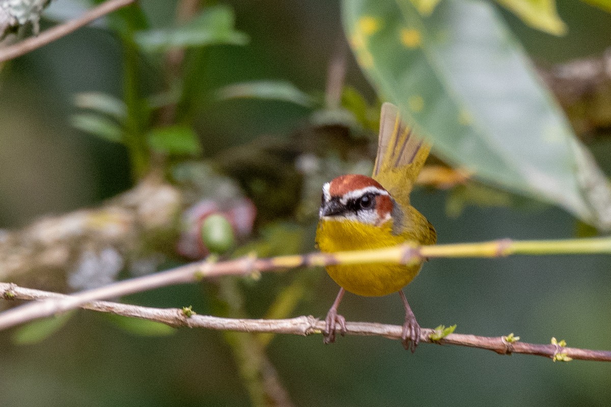 Rufous-capped Warbler - Bob Hasenick