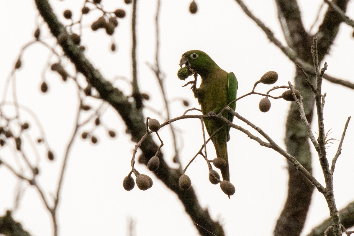 Olive-throated Parakeet (Aztec) - Bob Hasenick