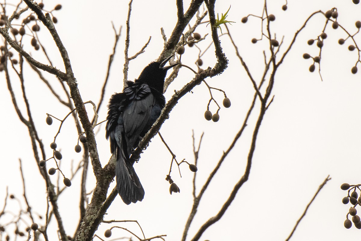 Great-tailed Grackle - Bob Hasenick