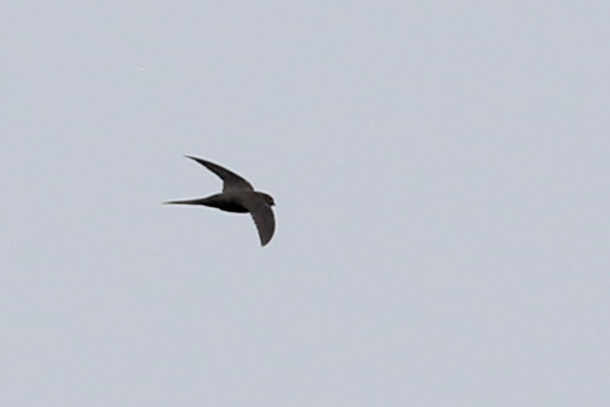 Fork-tailed Palm Swift - ML151156481