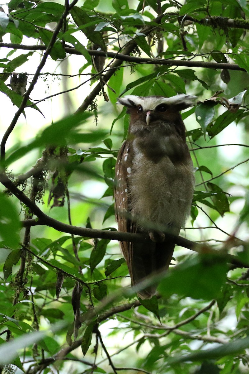 Crested Owl - ML151156581