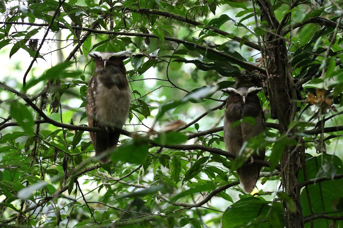 Crested Owl - ML151156591