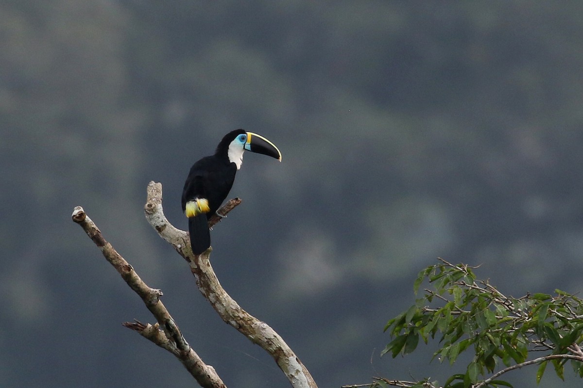 Channel-billed Toucan - Dave Beeke
