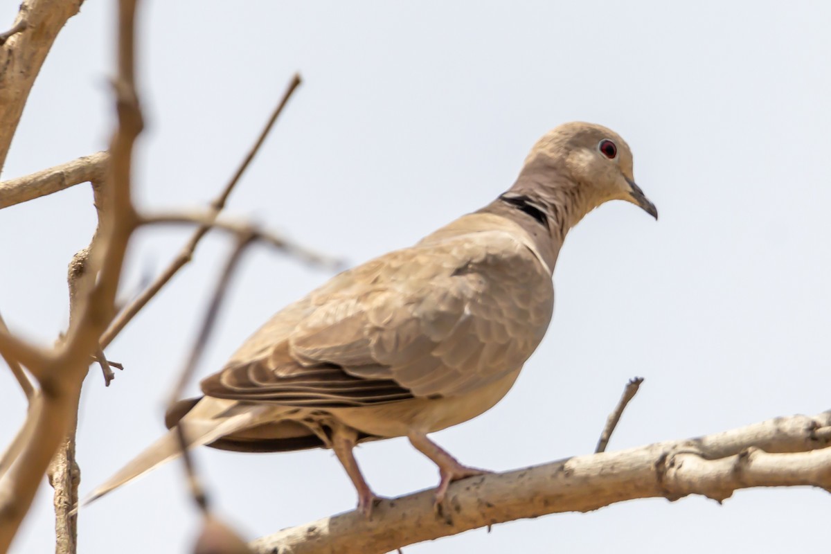 Eurasian Collared-Dove - Mukul Aggarwal