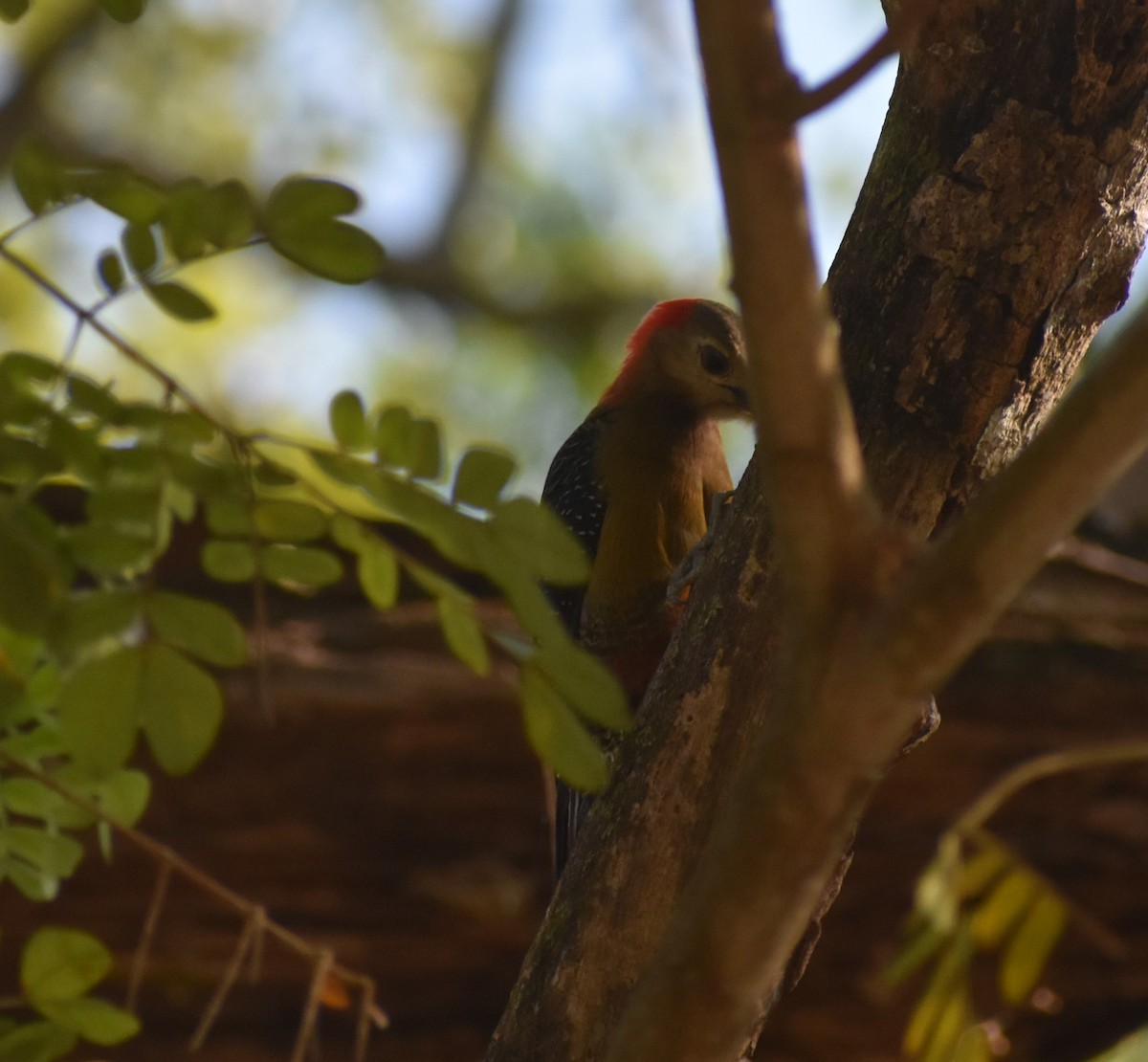 Jamaican Woodpecker - Ken Molczan
