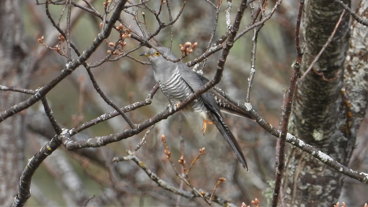 Common Cuckoo - Chencho Fdez Fdez