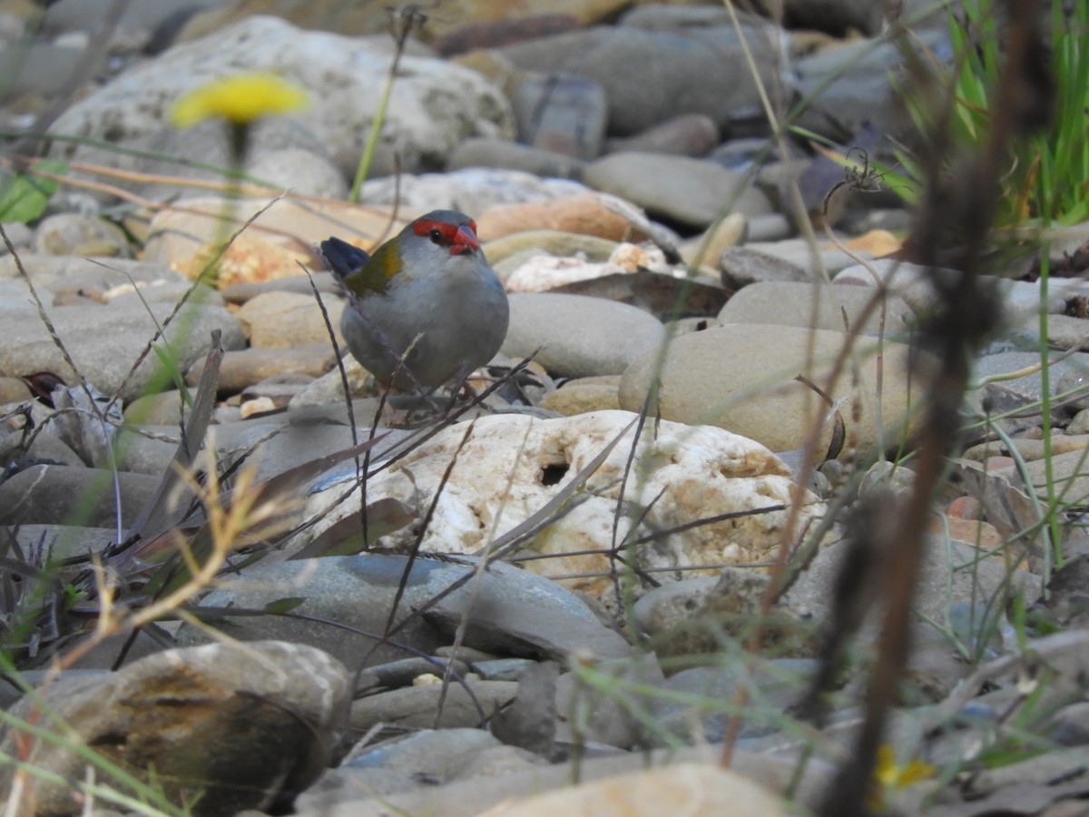 Red-browed Firetail - ML151159561