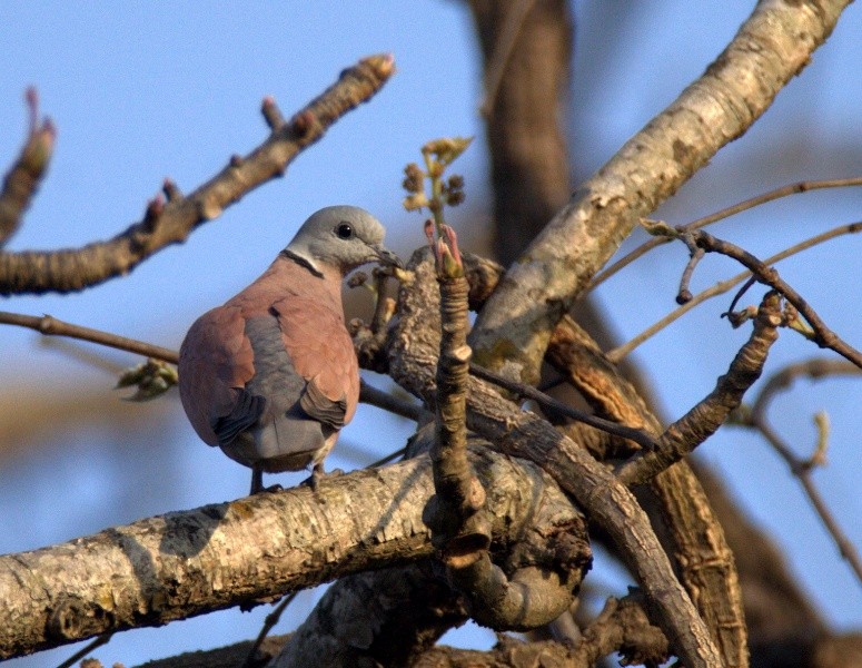 Red Collared-Dove - ML151159701