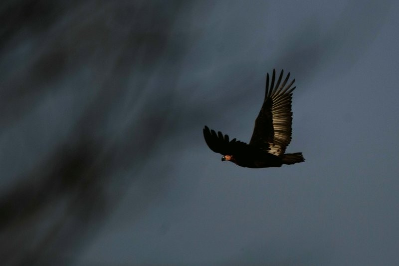Red-headed Vulture - ML151159811