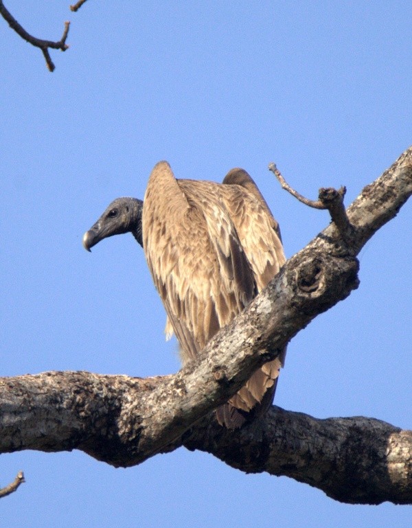 Slender-billed Vulture - ML151159911