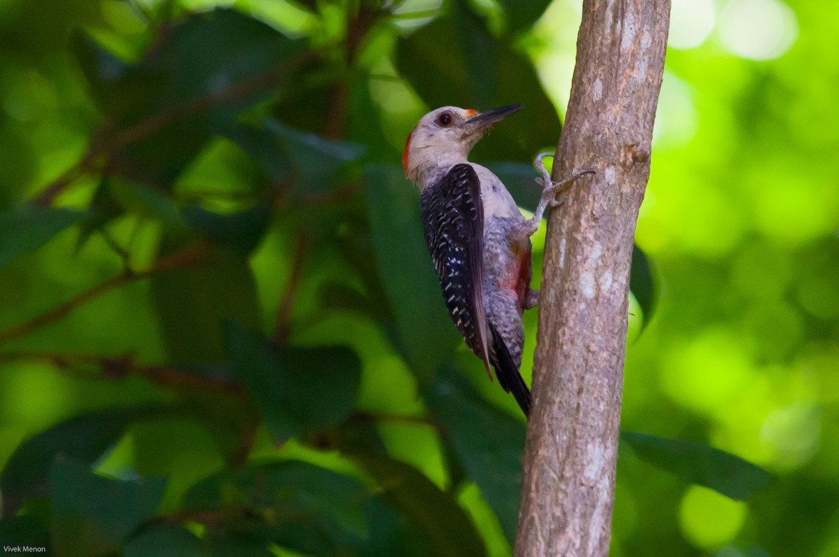 Golden-fronted Woodpecker (Velasquez's) - Vivek Menon