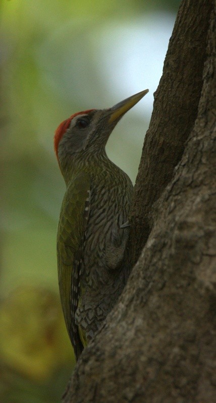 Streak-throated Woodpecker - VIKRAM TIWARI