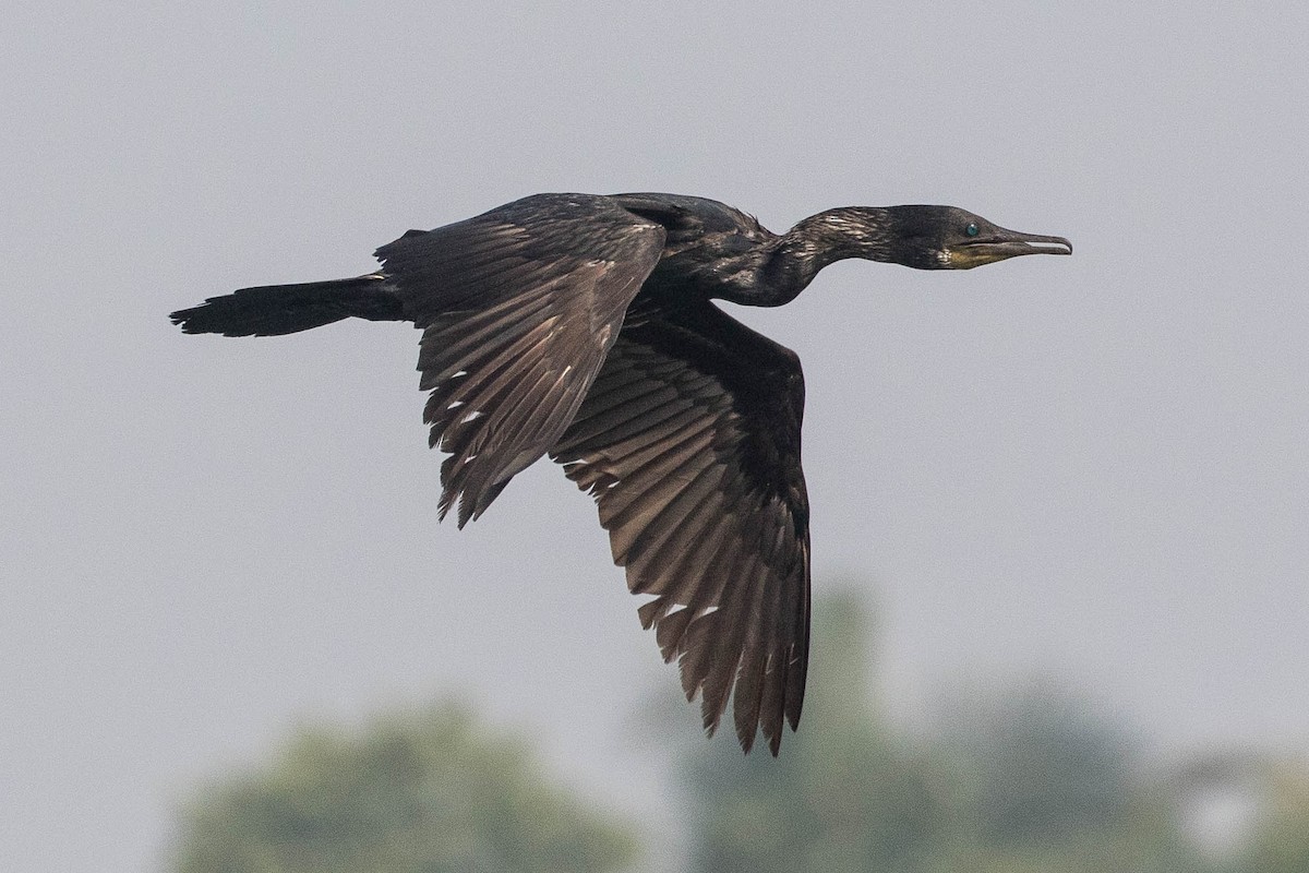 Indian Cormorant - ML151160241