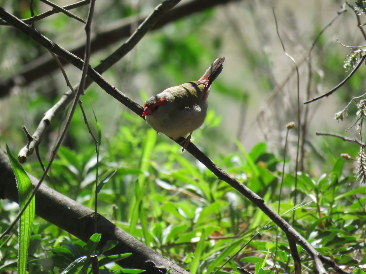 Red-browed Firetail - ML151160761