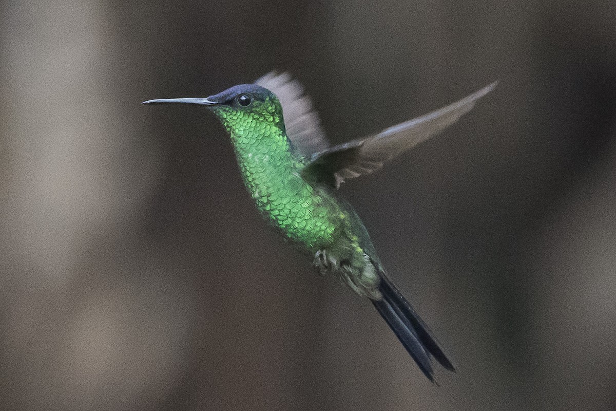 kolibřík fialovotemenný - ML151161031