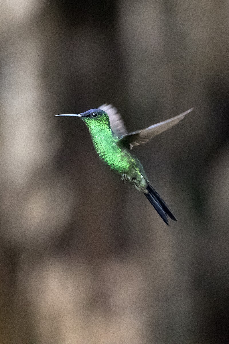 kolibřík fialovotemenný - ML151161041
