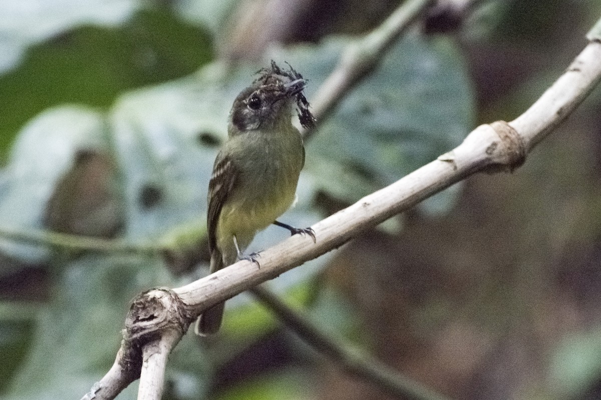 Sepia-capped Flycatcher - ML151161391