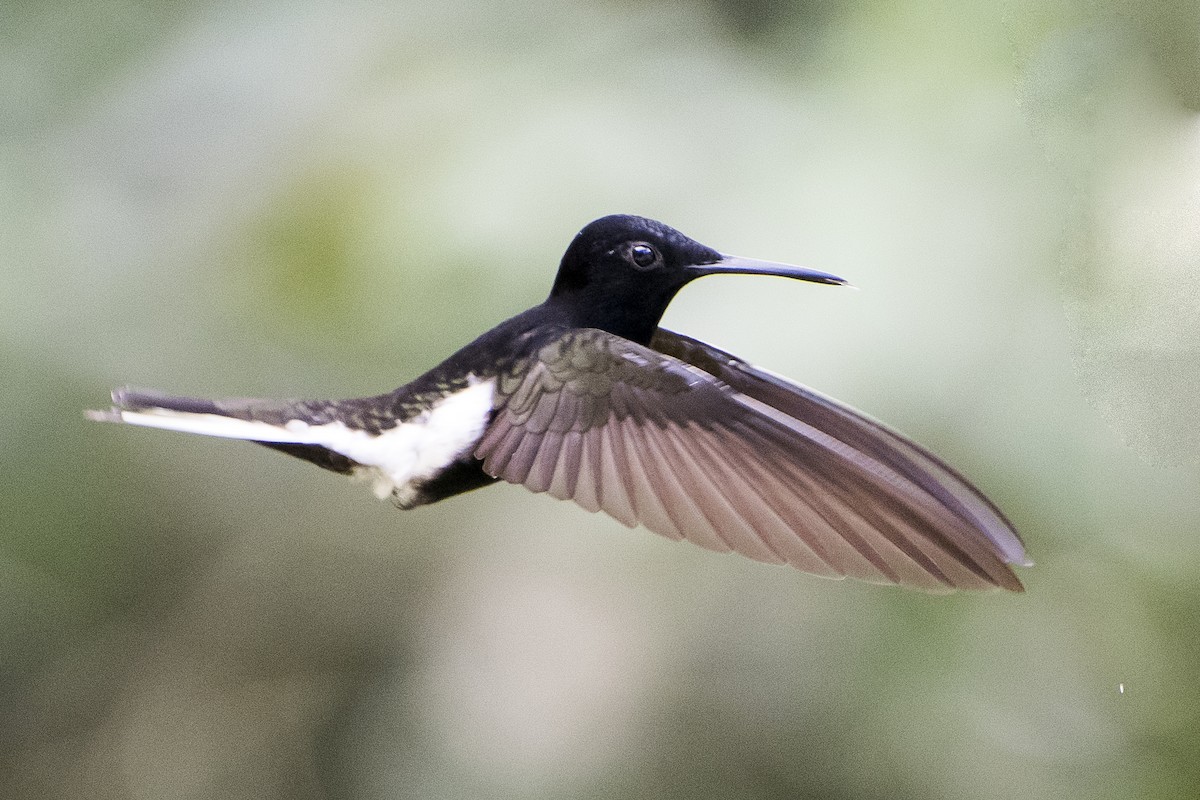 kolibřík černobílý - ML151161541