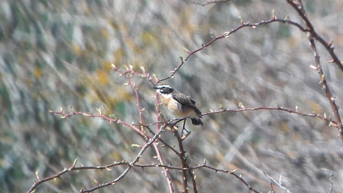 Whinchat - ML151162731