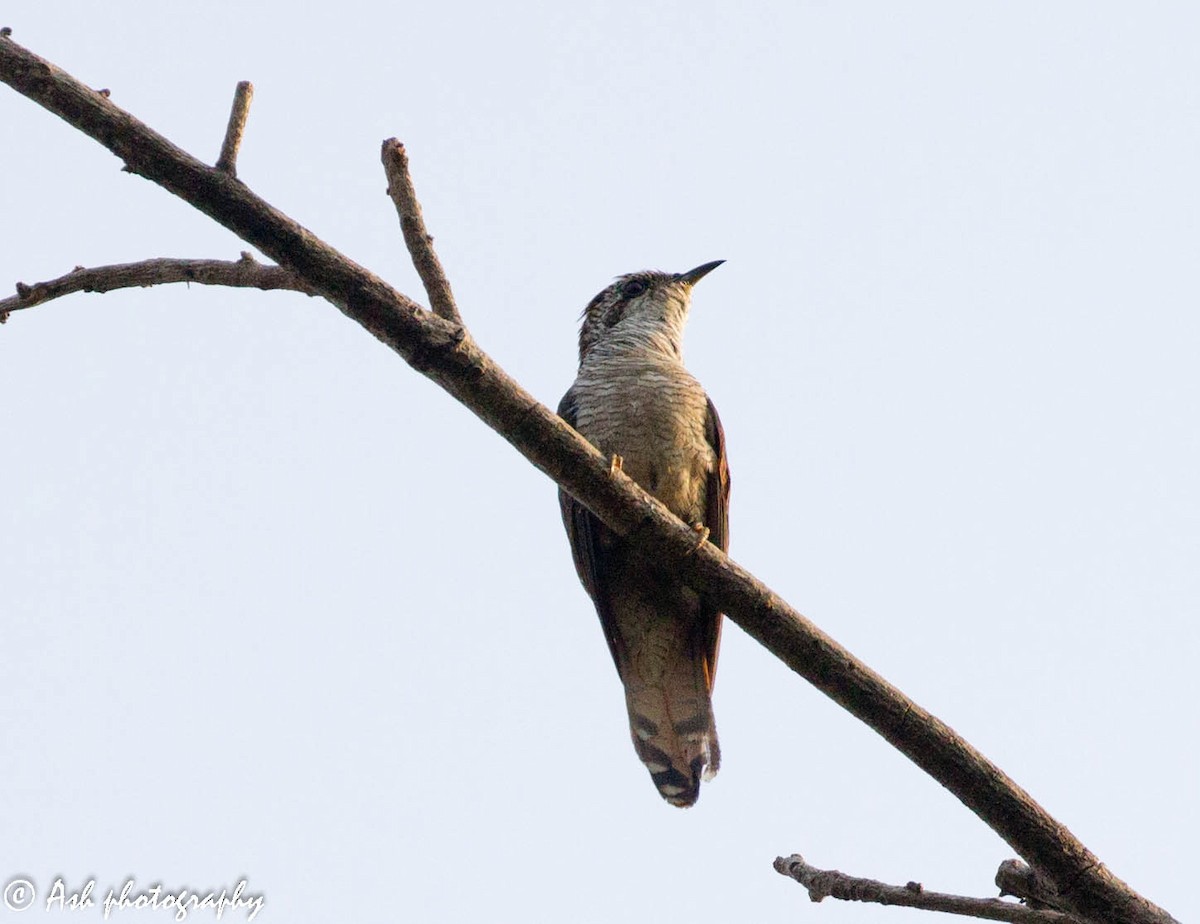Banded Bay Cuckoo - Ashwini Bhatt