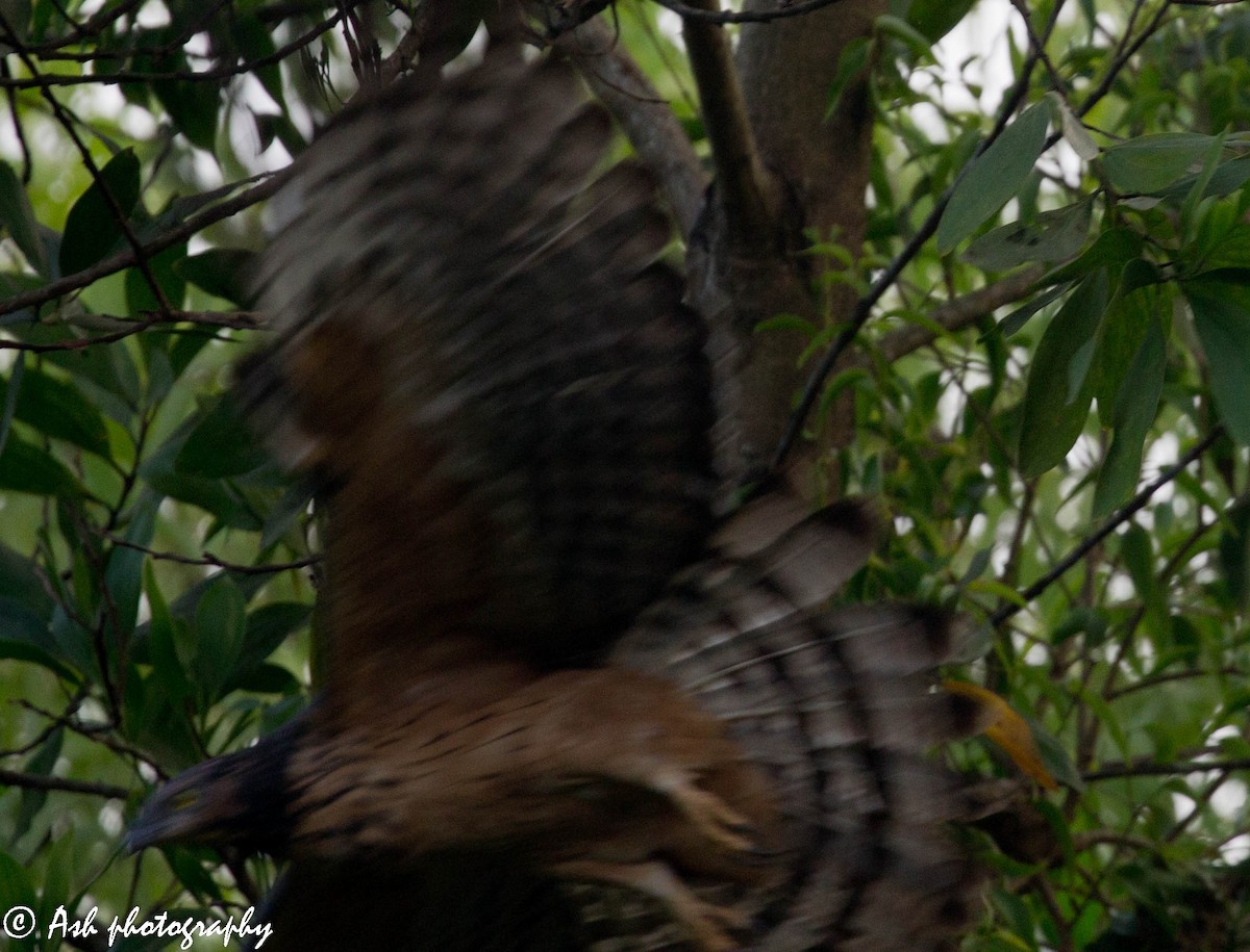 Oriental Honey-buzzard - Ashwini Bhatt