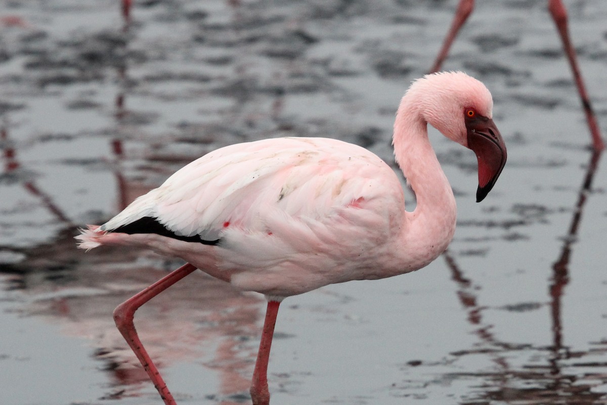 Lesser Flamingo - Ray Turnbull