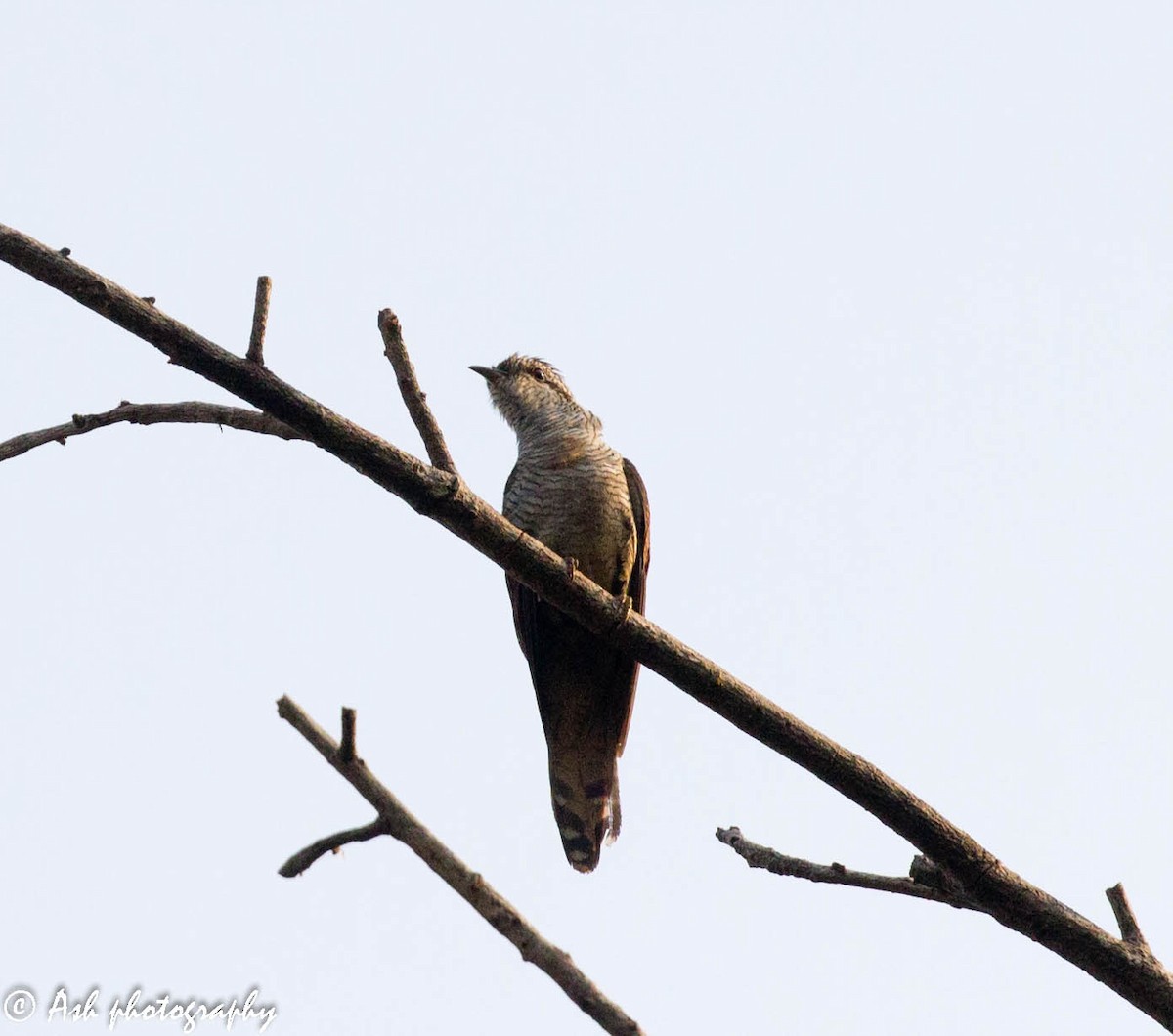 Banded Bay Cuckoo - Ashwini Bhatt