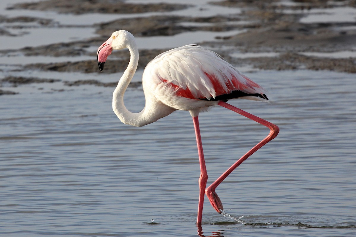 Greater Flamingo - Ray Turnbull