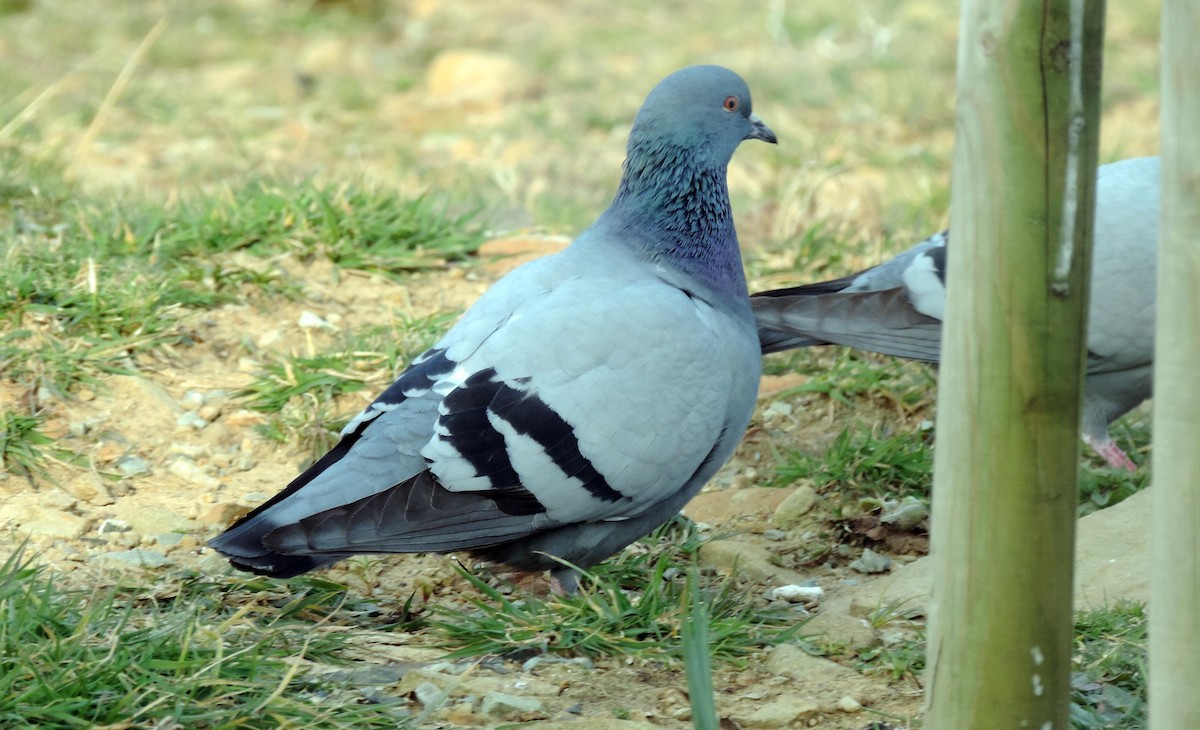 Rock Pigeon (Wild type) - ML151165841