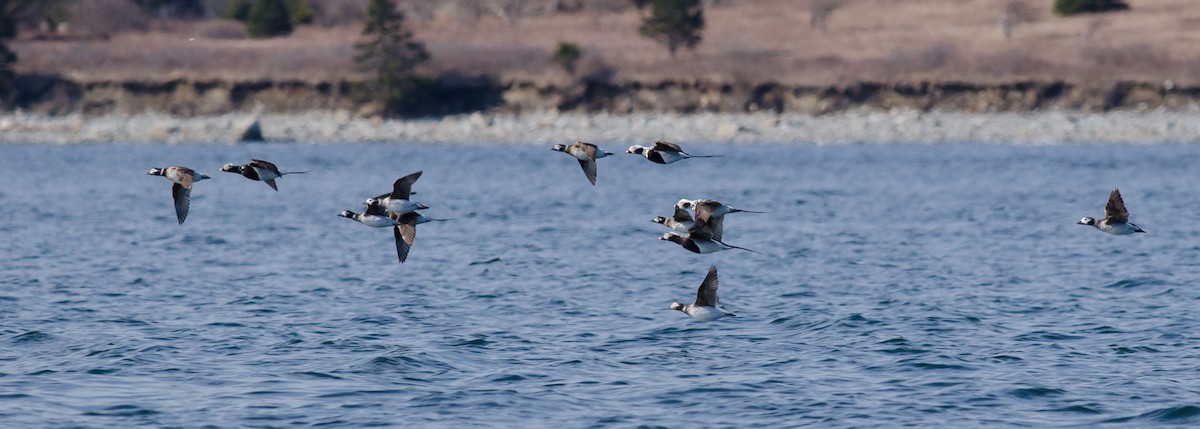 Long-tailed Duck - ML151166161