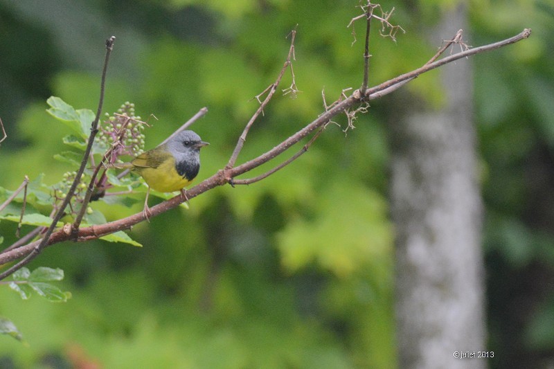 Mourning Warbler - Julie Tremblay (Pointe-Claire)