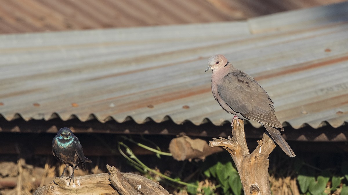 African Collared-Dove - H. Çağlar Güngör