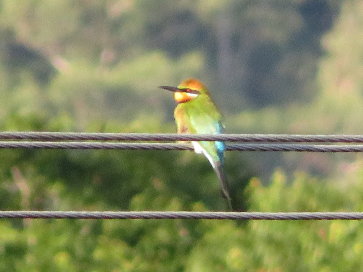 Rainbow Bee-eater - Ian Starling
