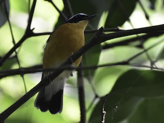 นกเพศผู้เต็มวัย - Sandip Telang - ML151168171