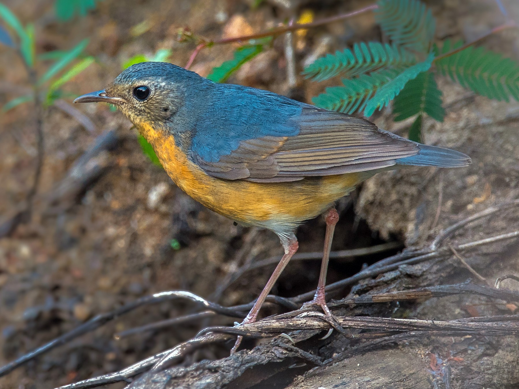 Indian Blue Robin - Sivaguru Noopuran PRS