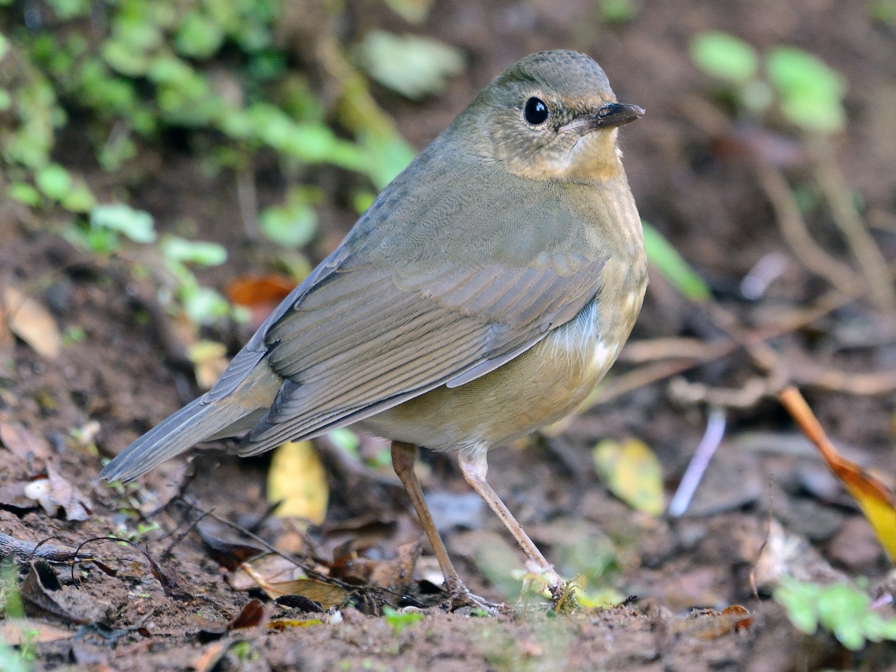 Indian Blue Robin - Sanjay Malik