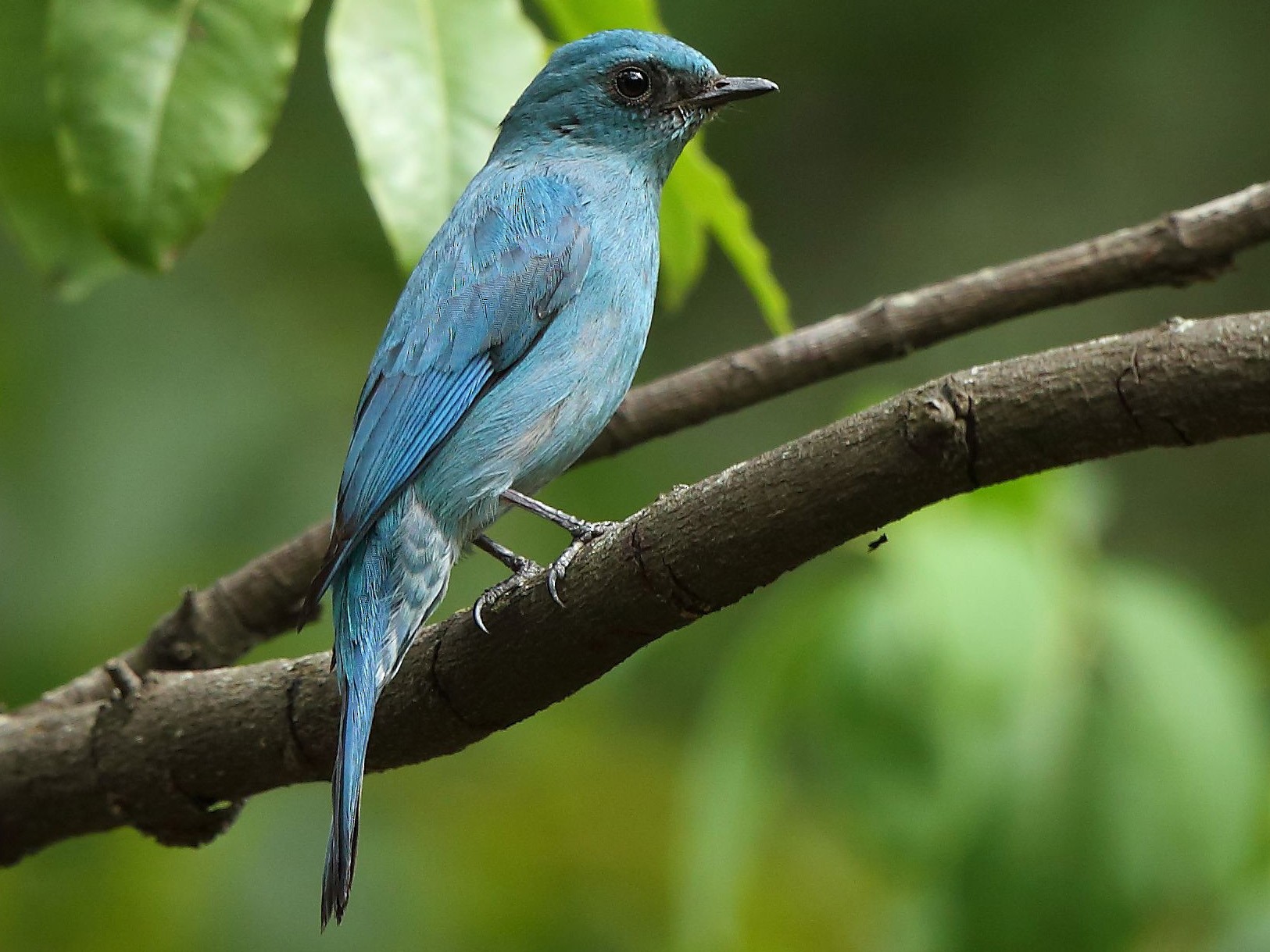 Verditer Flycatcher - Albin Jacob