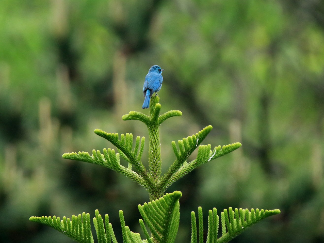 Verditer Flycatcher - Allen Lyu