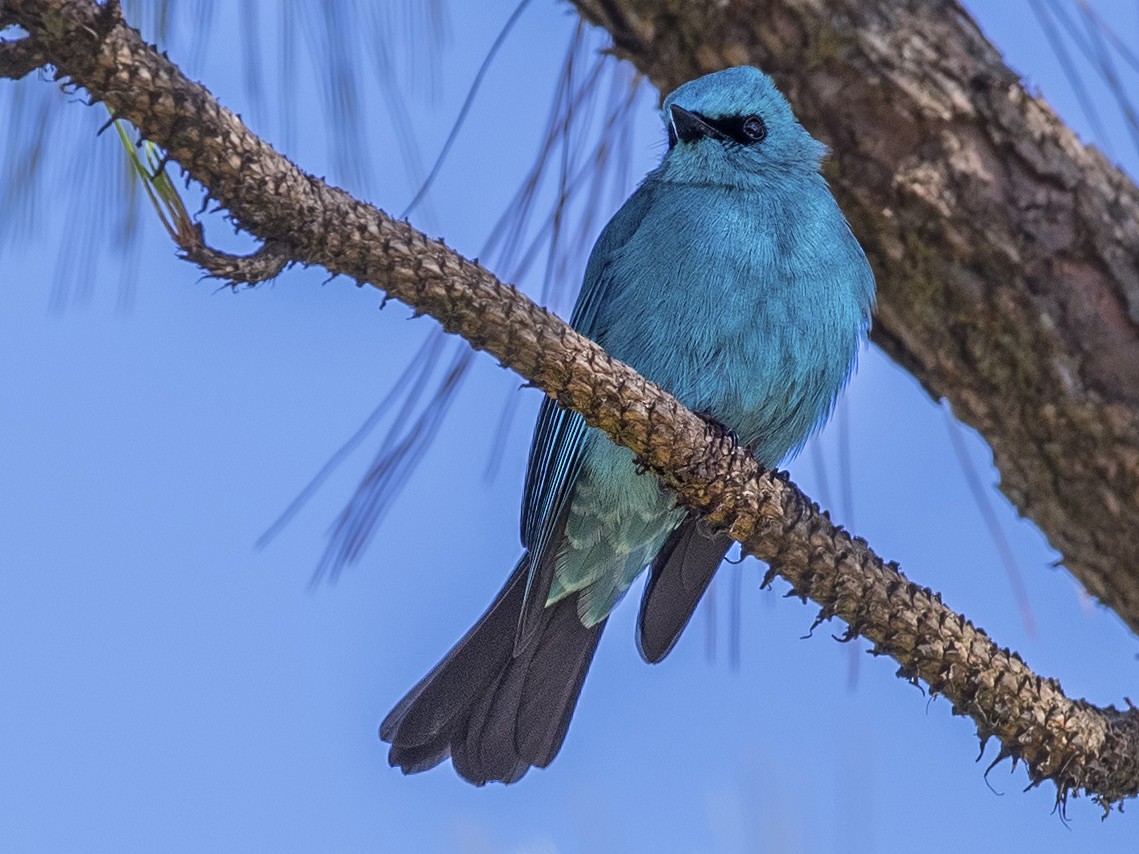 Verditer Flycatcher - H. Çağlar Güngör