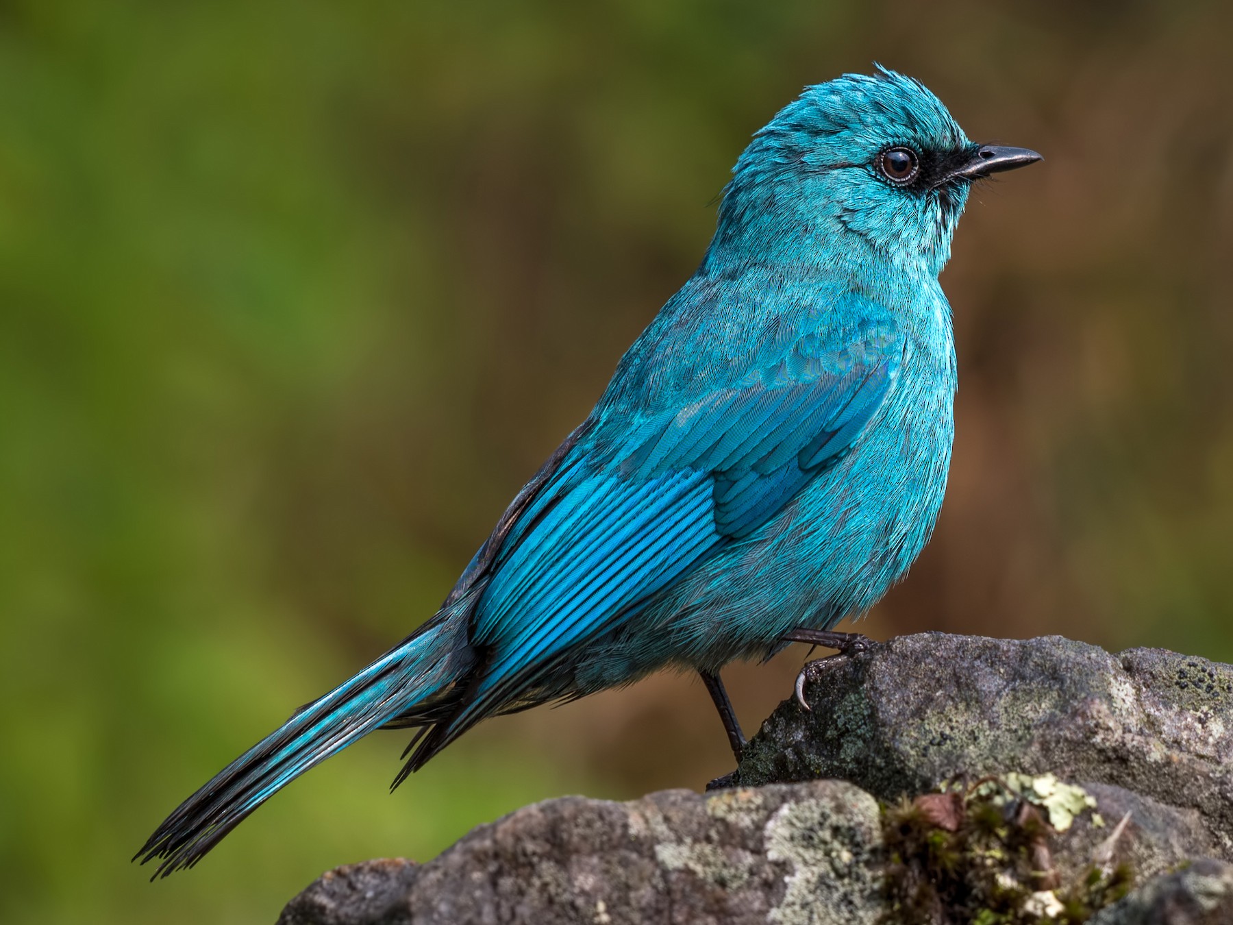 Verditer Flycatcher - Abhishek Das