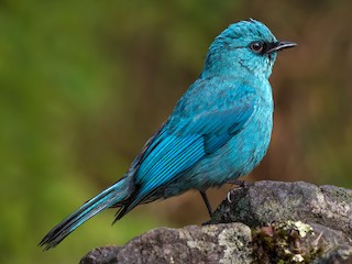  - Verditer Flycatcher