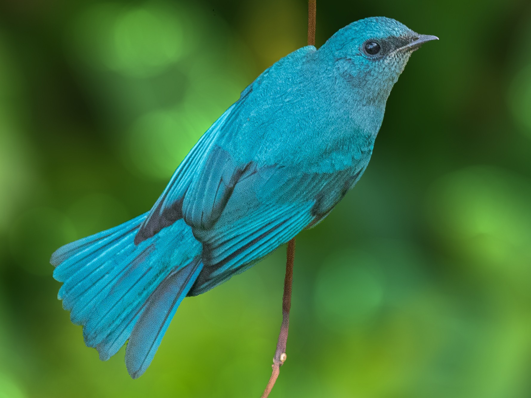 Verditer Flycatcher - abhishek ravindra