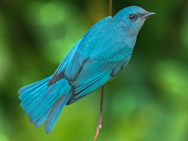 Verditer flycatcher on sale