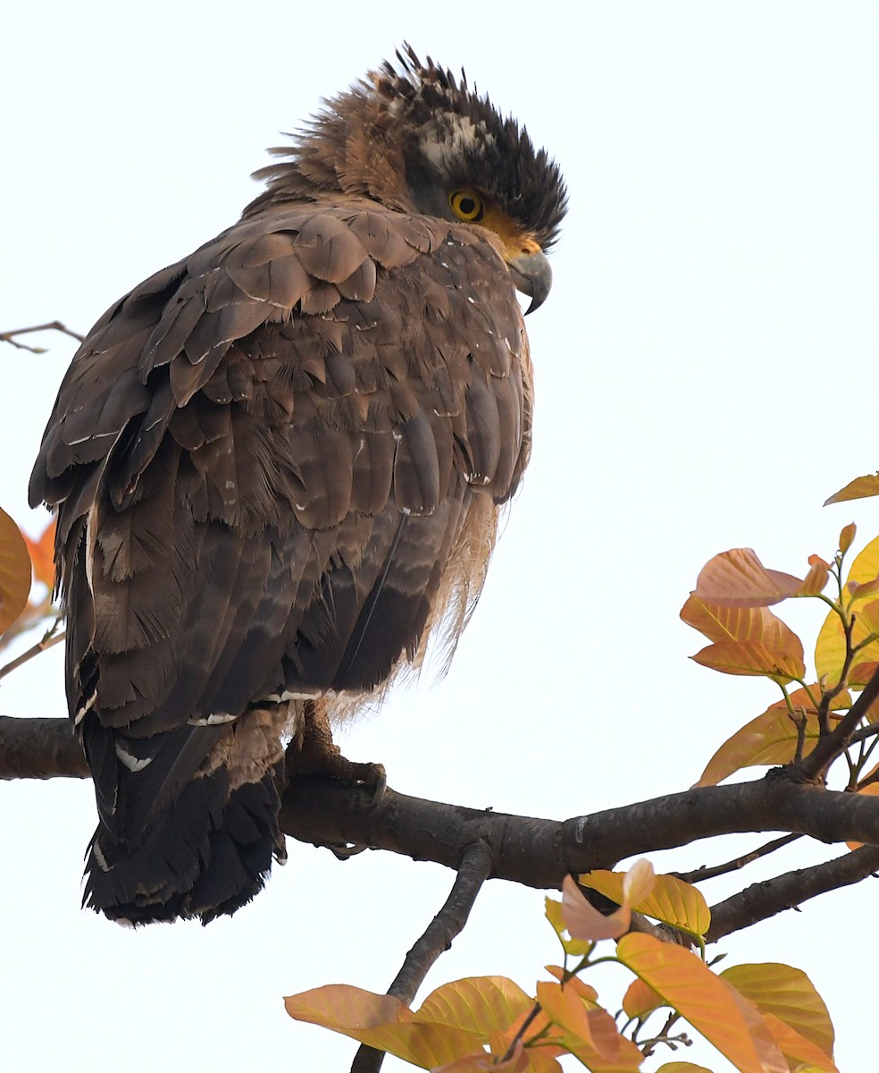 Crested Serpent-Eagle - ML151168791