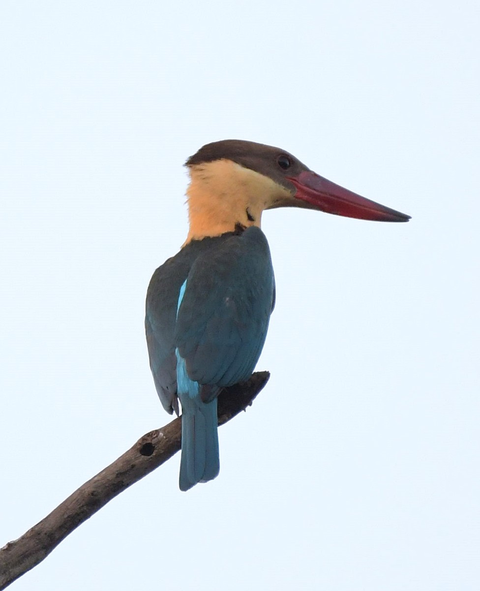 Stork-billed Kingfisher - David Provencher