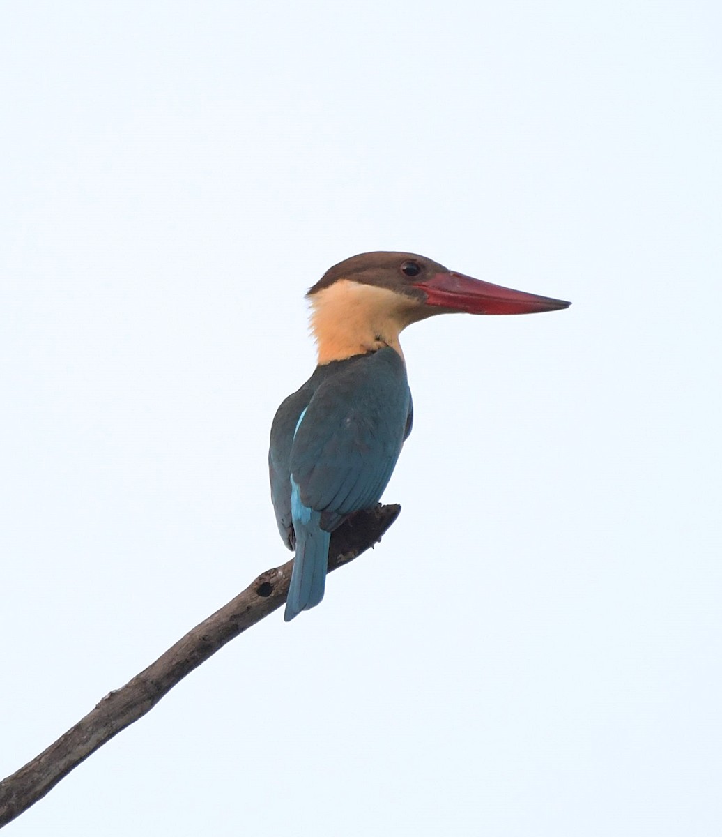 Stork-billed Kingfisher - ML151168831