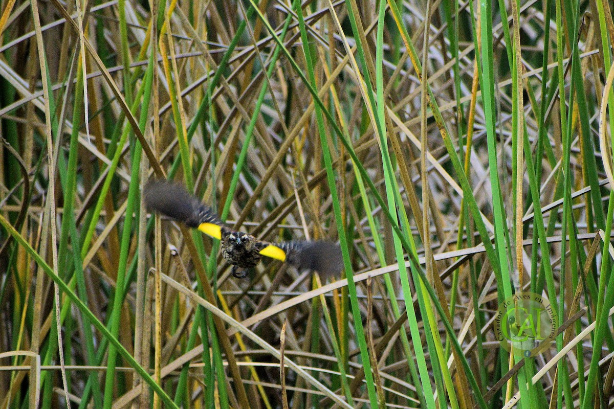 Yellow-winged Blackbird - Pedro Rivero
